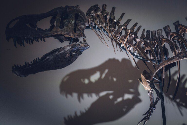 florida museum